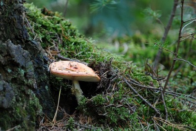 DSC_3321 Paddenstoelen 2009