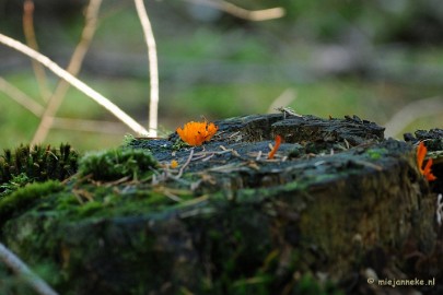 DSC_3325 Paddenstoelen 2009