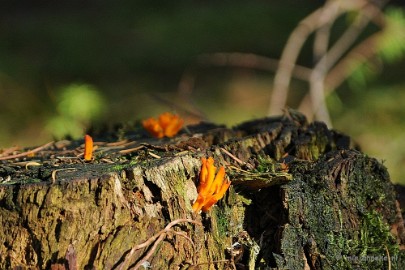 DSC_3330 Paddenstoelen 2009