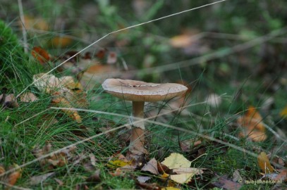 DSC_3335 Paddenstoelen 2009