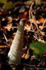 DSC_3347 Paddenstoelen 2009
