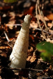 DSC_3349 Paddenstoelen 2009