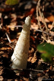 DSC_3353 Paddenstoelen 2009