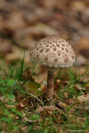 DSC_4679 Paddenstoelen 2009