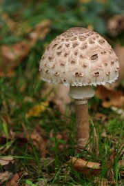DSC_4682 Paddenstoelen 2009