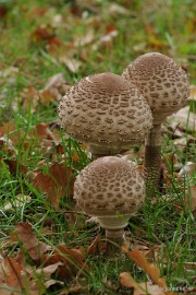 DSC_4697 Paddenstoelen 2009