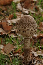 DSC_4700a Paddenstoelen 2009