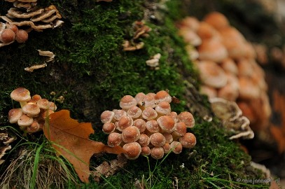 DSC_4879 Paddenstoelen 2009