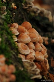 DSC_4883 Paddenstoelen 2009