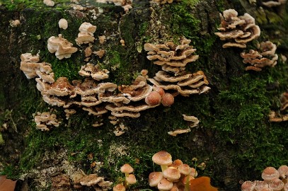 DSC_4884 Paddenstoelen 2009
