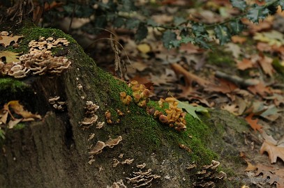 DSC_4955 Paddenstoelen 2009