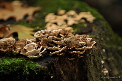 DSC_4956 Paddenstoelen 2009