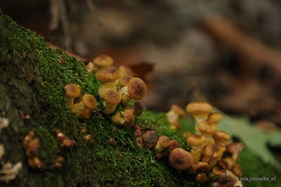 DSC_4959 Paddenstoelen 2009