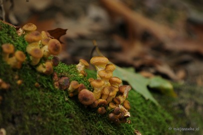 DSC_4964 Paddenstoelen 2009