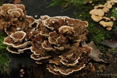 DSC_4973 Paddenstoelen 2009