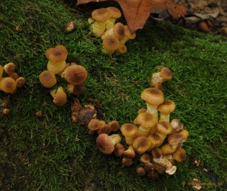 DSC_4976 Paddenstoelen 2009