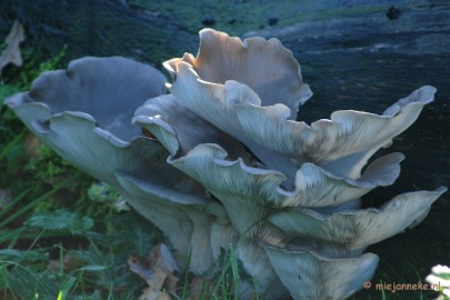 DSC_5759a Paddenstoelen 2009