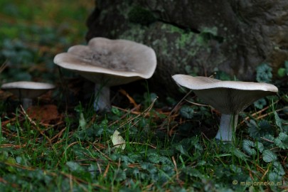 DSC_6060a Paddenstoelen 2009