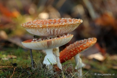 DSC_6147 Paddenstoelen 2009