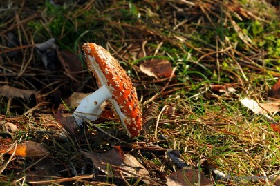 DSC_6152 Paddenstoelen 2009
