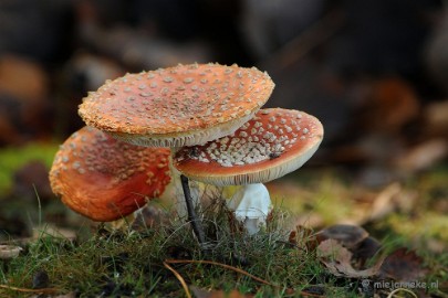 DSC_6161 Paddenstoelen 2009