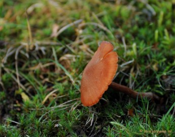 DSC_6265 Paddenstoelen 2009