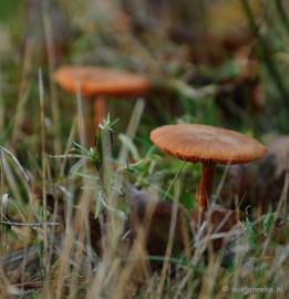 DSC_6268 Paddenstoelen 2009
