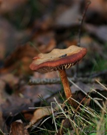 DSC_6269 Paddenstoelen 2009