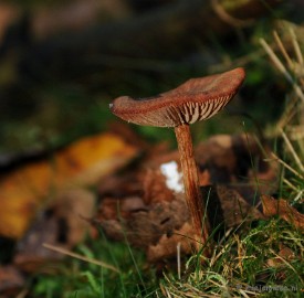 DSC_6271 Paddenstoelen 2009