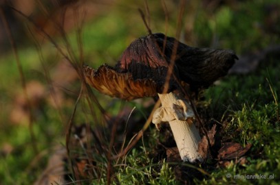 DSC_6275 Paddenstoelen 2009