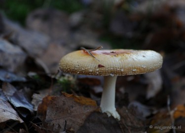 DSC_6280 Paddenstoelen 2009
