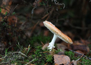 DSC_6283 Paddenstoelen 2009