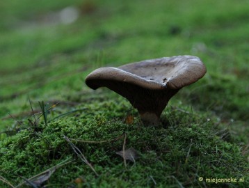 DSC_6285 Paddenstoelen 2009