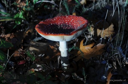 DSC_4256 Paddenstoelen 2009