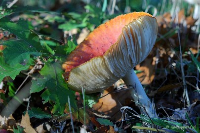 DSC_4279 Paddenstoelen 2009