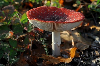 DSC_4311 Paddenstoelen 2009