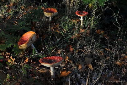 DSC_4324 Paddenstoelen 2009