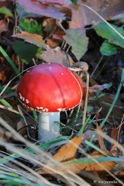 DSC_4336 Paddenstoelen 2009