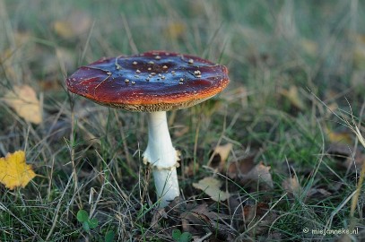 DSC_4362 Paddenstoelen 2009