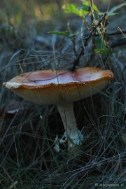 DSC_4365 Paddenstoelen 2009
