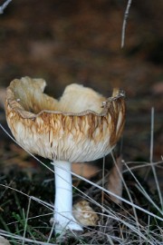 DSC_4373 Paddenstoelen 2009