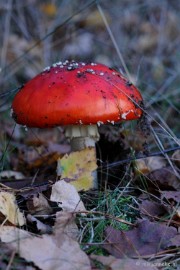 DSC_4519 Paddenstoelen 2009