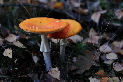 DSC_4545 Paddenstoelen 2009