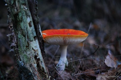 DSC_4560 Paddenstoelen 2009
