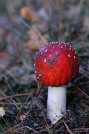 DSC_4568 Paddenstoelen 2009