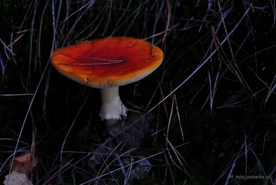 DSC_4594 Paddenstoelen 2009