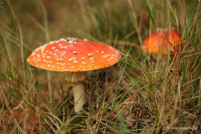 DSC_2710 Ontwakend bos