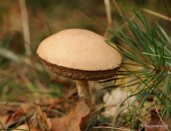 DSC_2743a Ontwakend bos