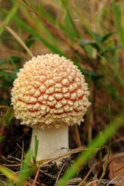 DSC_2768 Ontwakend bos