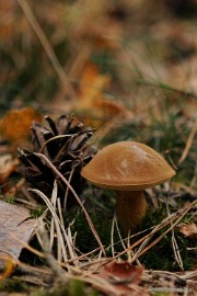 DSC_2877 Ontwakend bos